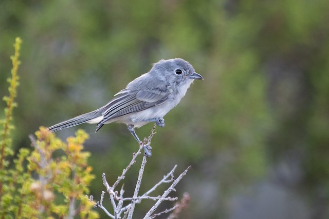 Gray Vireo