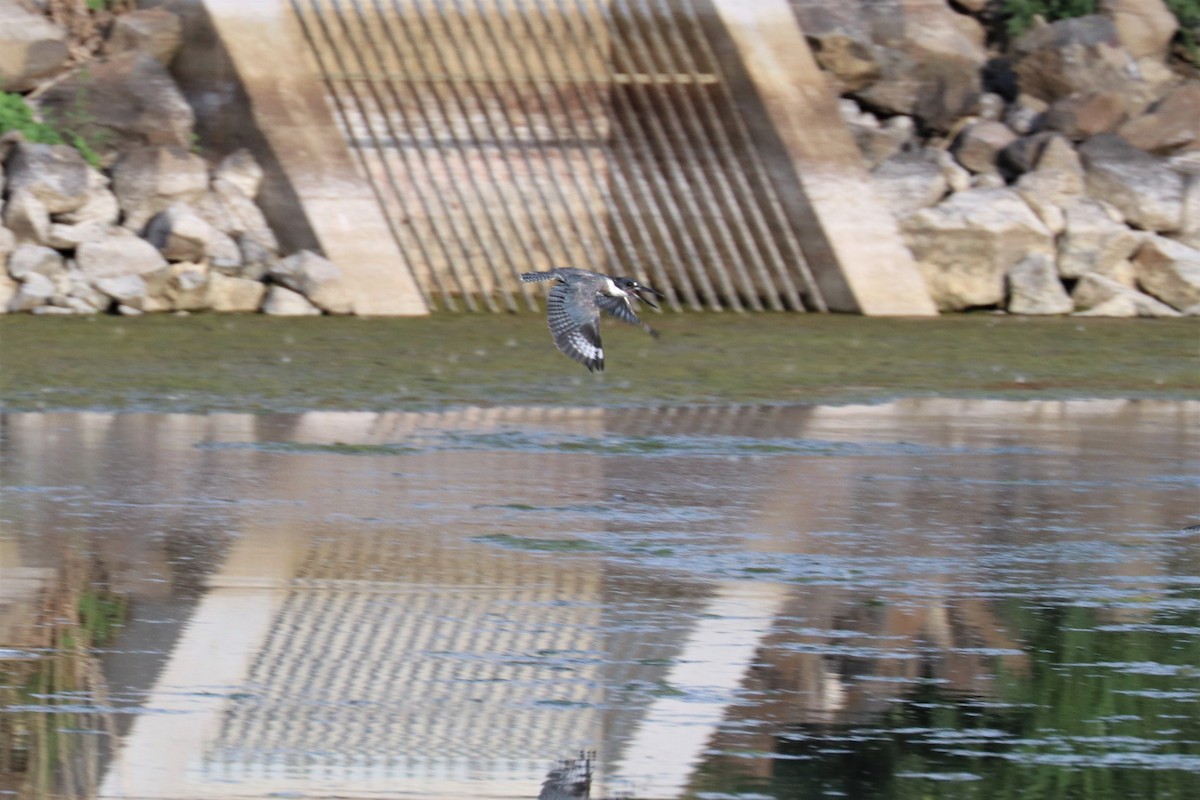 Belted Kingfisher - Chuck Gates