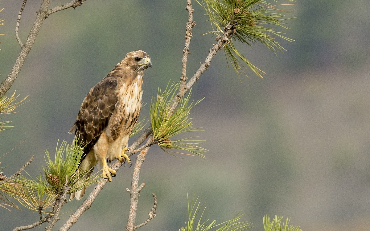 Red-tailed Hawk - ML172281841