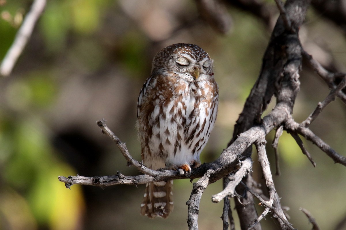 Pearl-spotted Owlet - Stephen Gast
