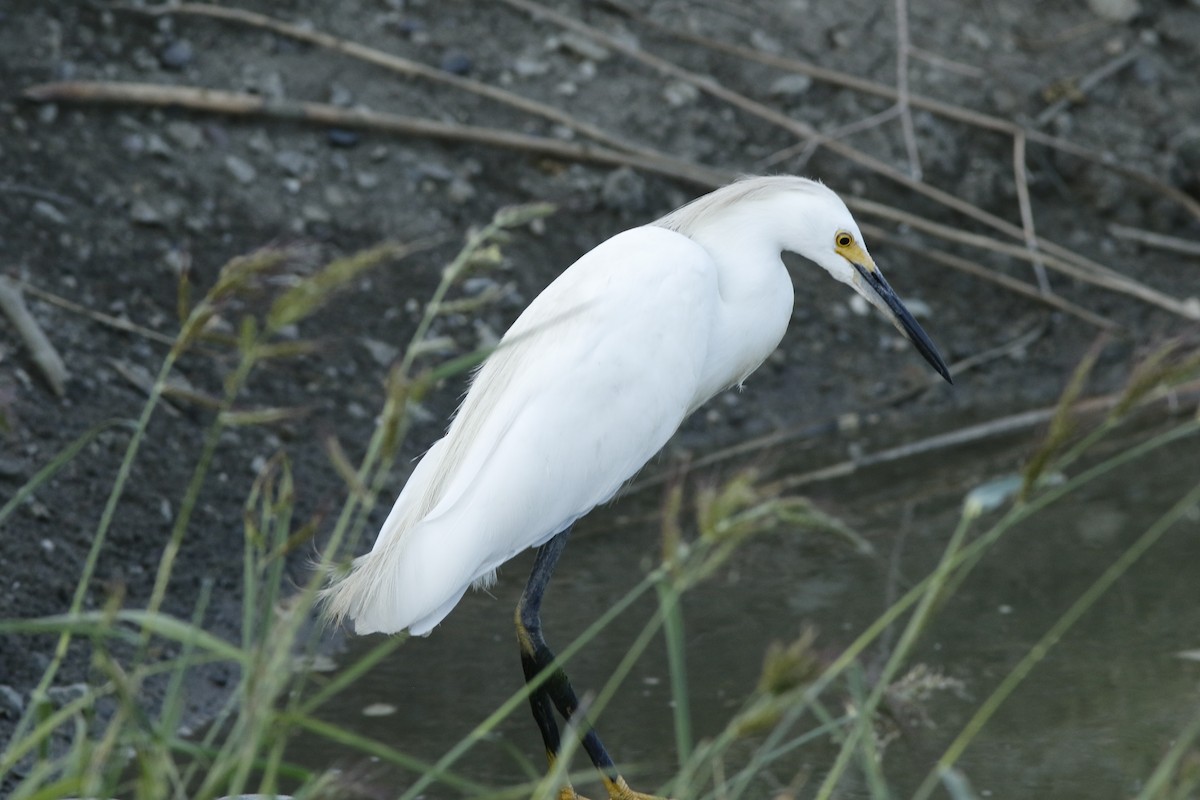 Snowy Egret - Stuart Angerer
