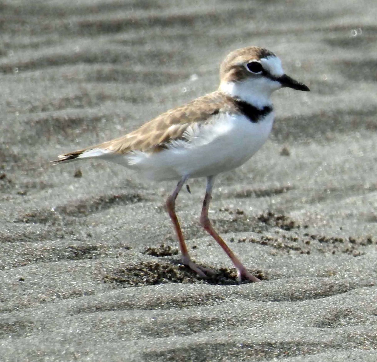 Collared Plover - ML172287031
