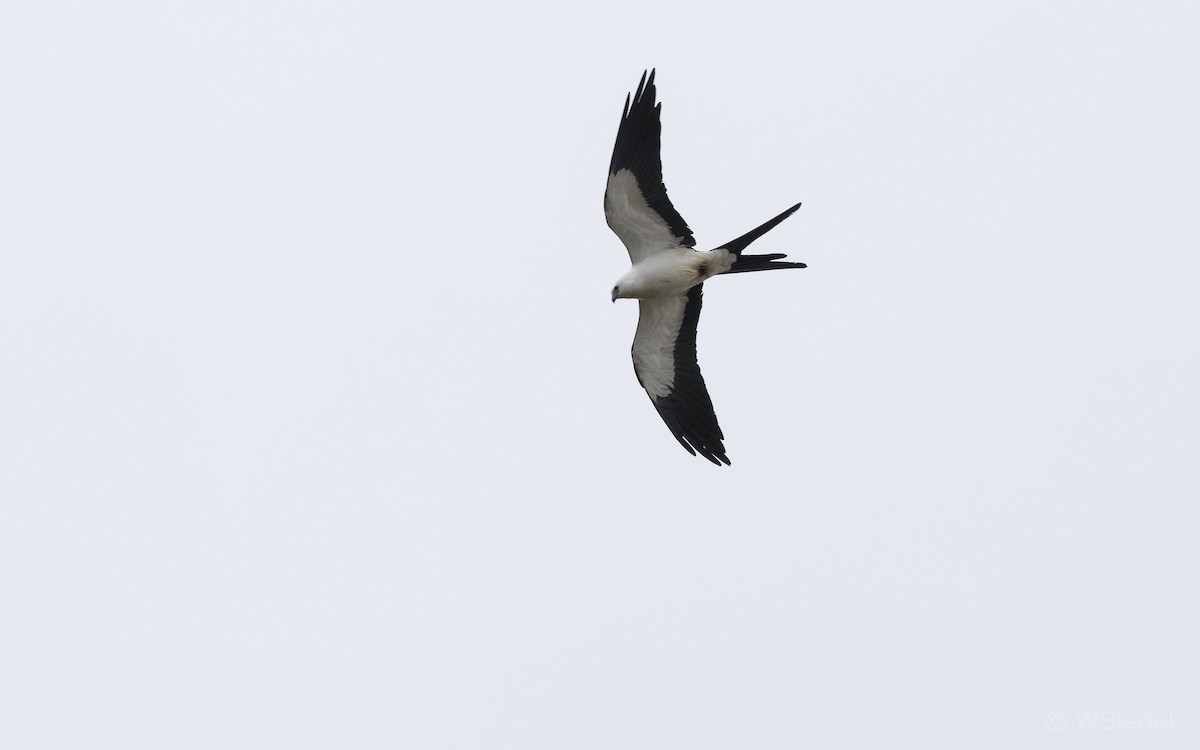 Swallow-tailed Kite - ML172289181