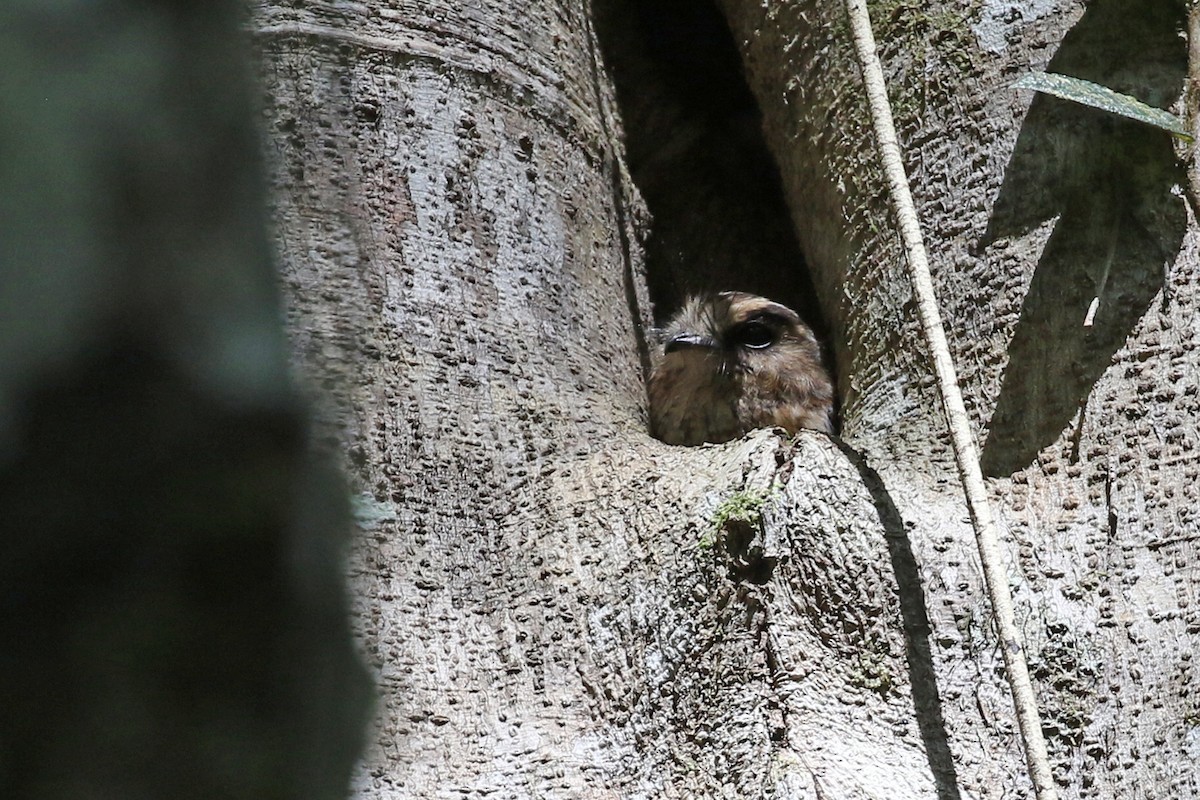 Vogelkop Owlet-nightjar - Charley Hesse TROPICAL BIRDING
