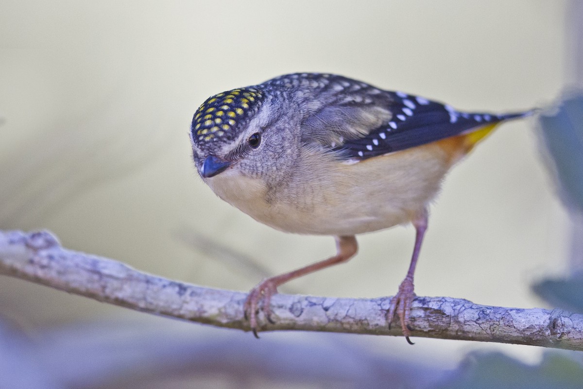 Spotted Pardalote - ML172292531