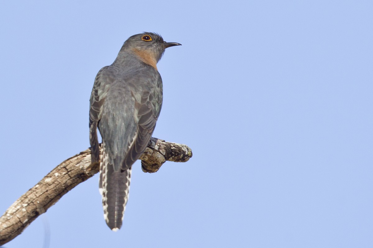 Fan-tailed Cuckoo - ML172292601