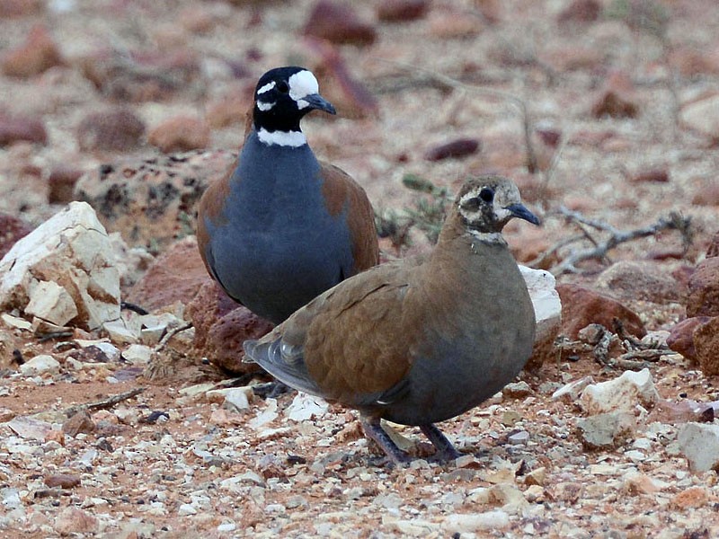 Flock Bronzewing - Peter Valentine