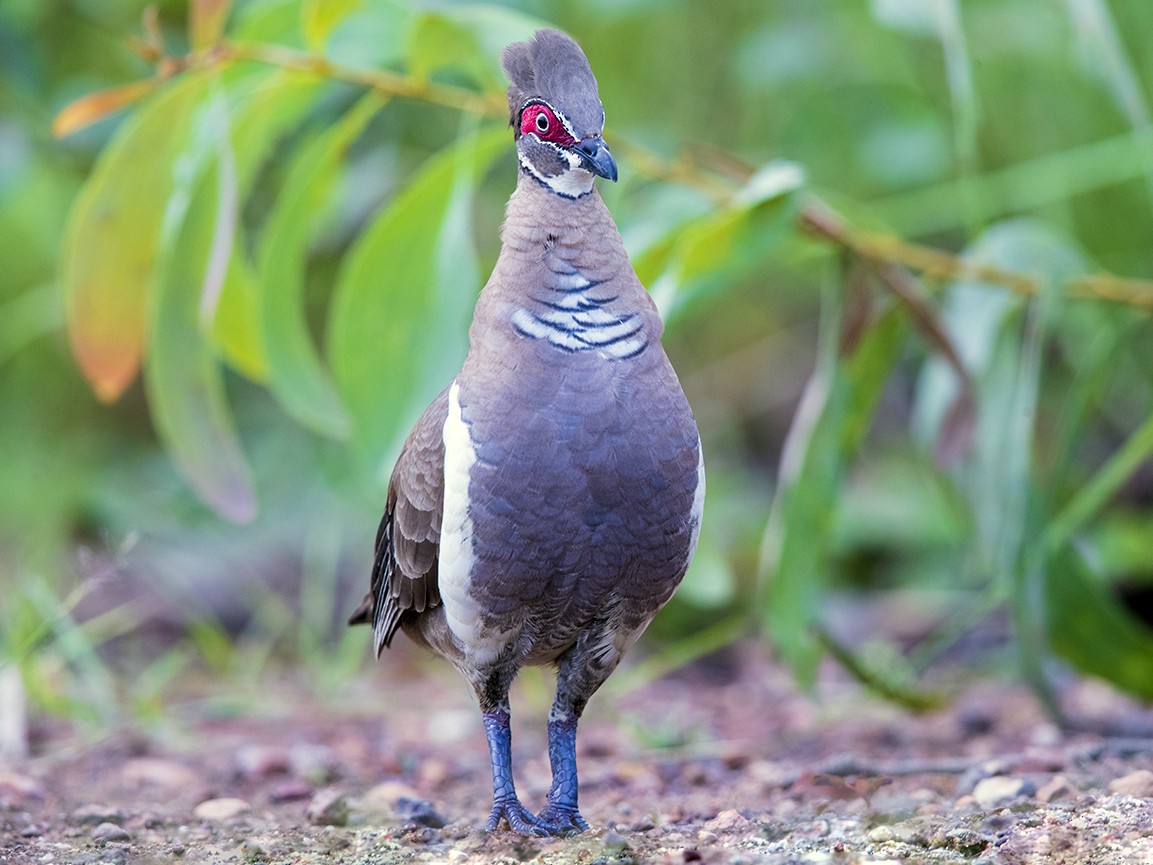 Partridge Pigeon eBird