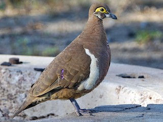  - Partridge Pigeon