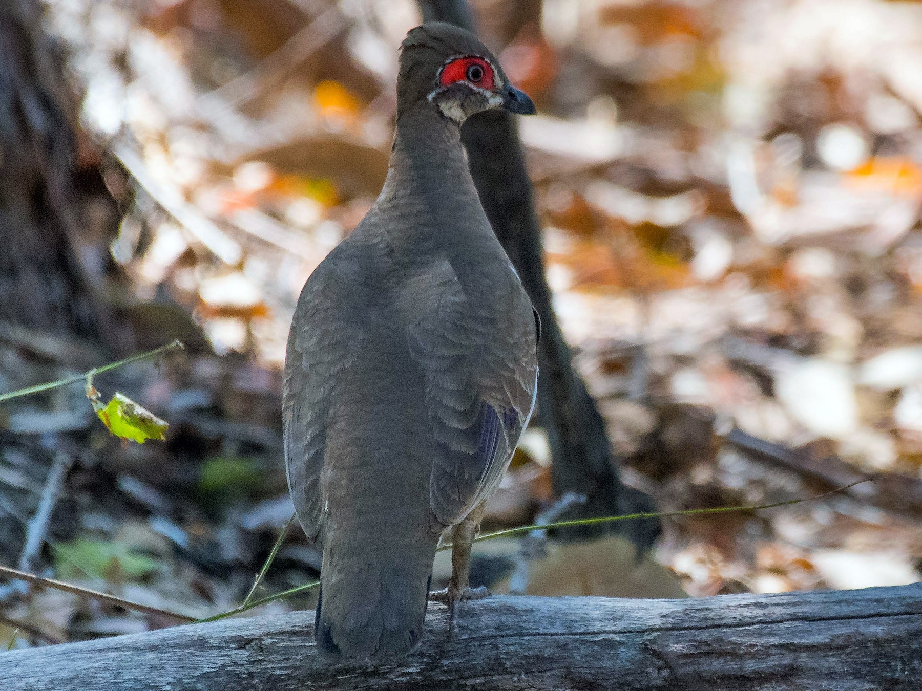 Partridge Pigeon eBird