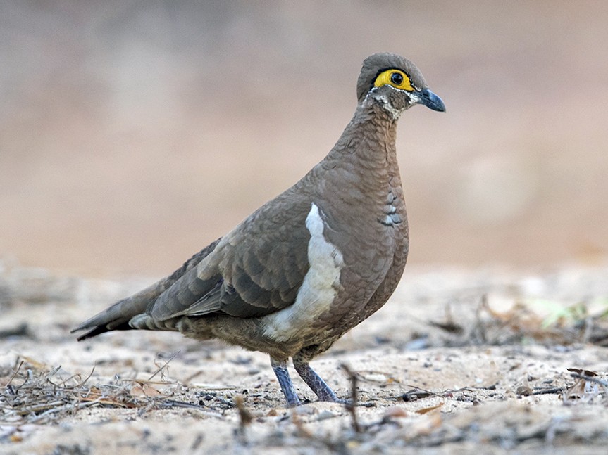 Partridge Pigeon eBird