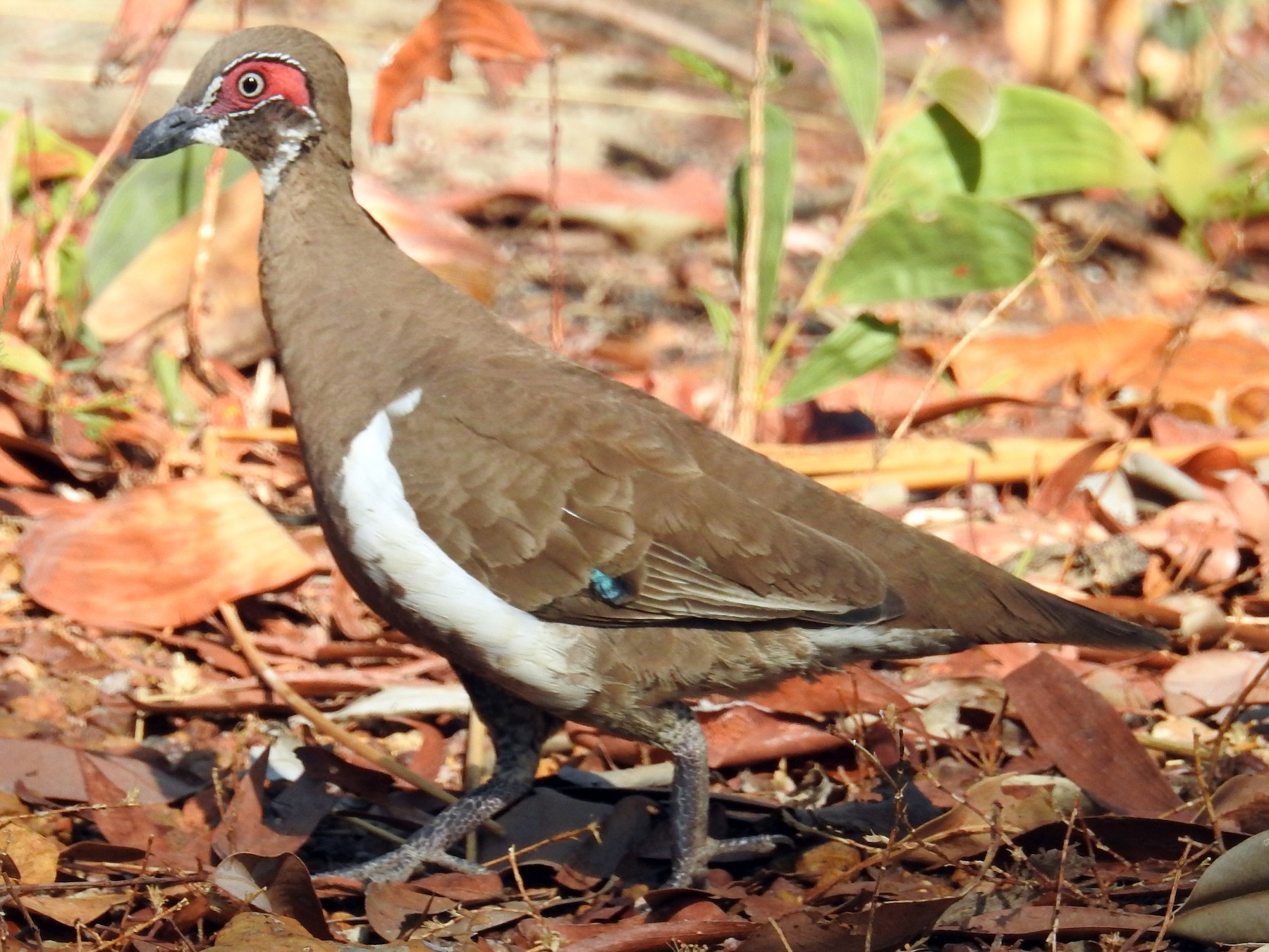 Partridge Pigeon eBird
