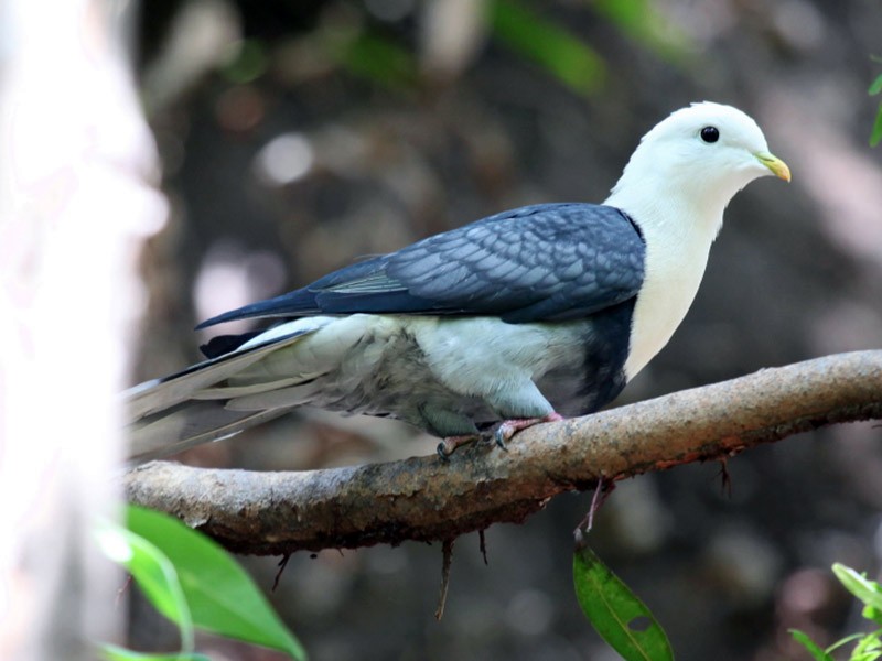 Black-banded Fruit-Dove - Marc Gardner