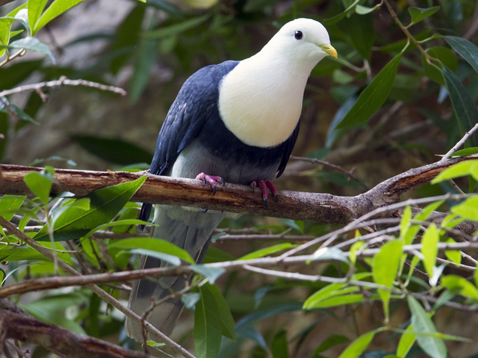 Black-banded Fruit-Dove - Laurie Ross | Tracks Birding & Photography Tours