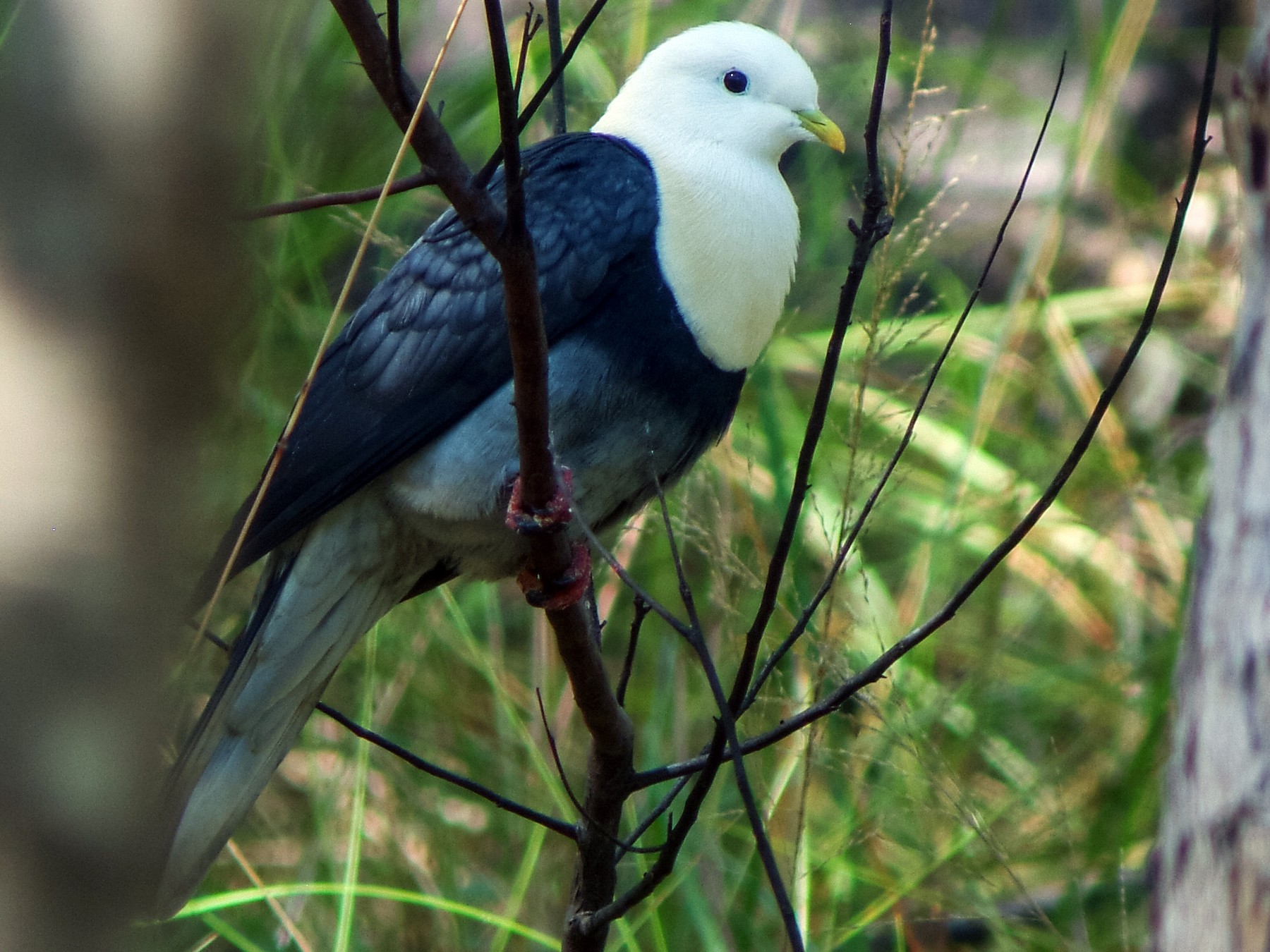 Black Dove Birds