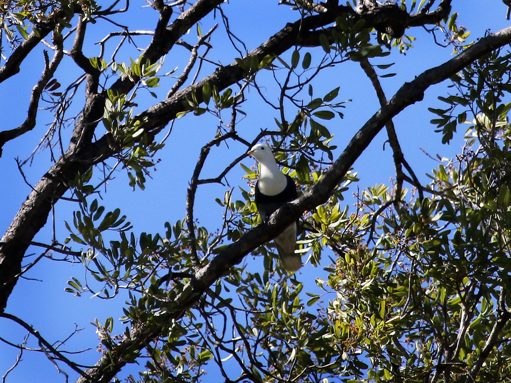Black-banded Fruit-Dove - Stuart Kelly