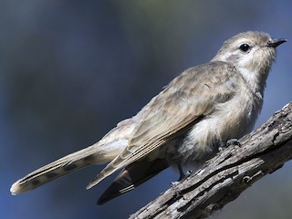 Молодая птица - Bernie McRitchie - ML172296431
