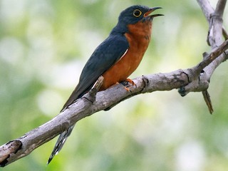  - Chestnut-breasted Cuckoo