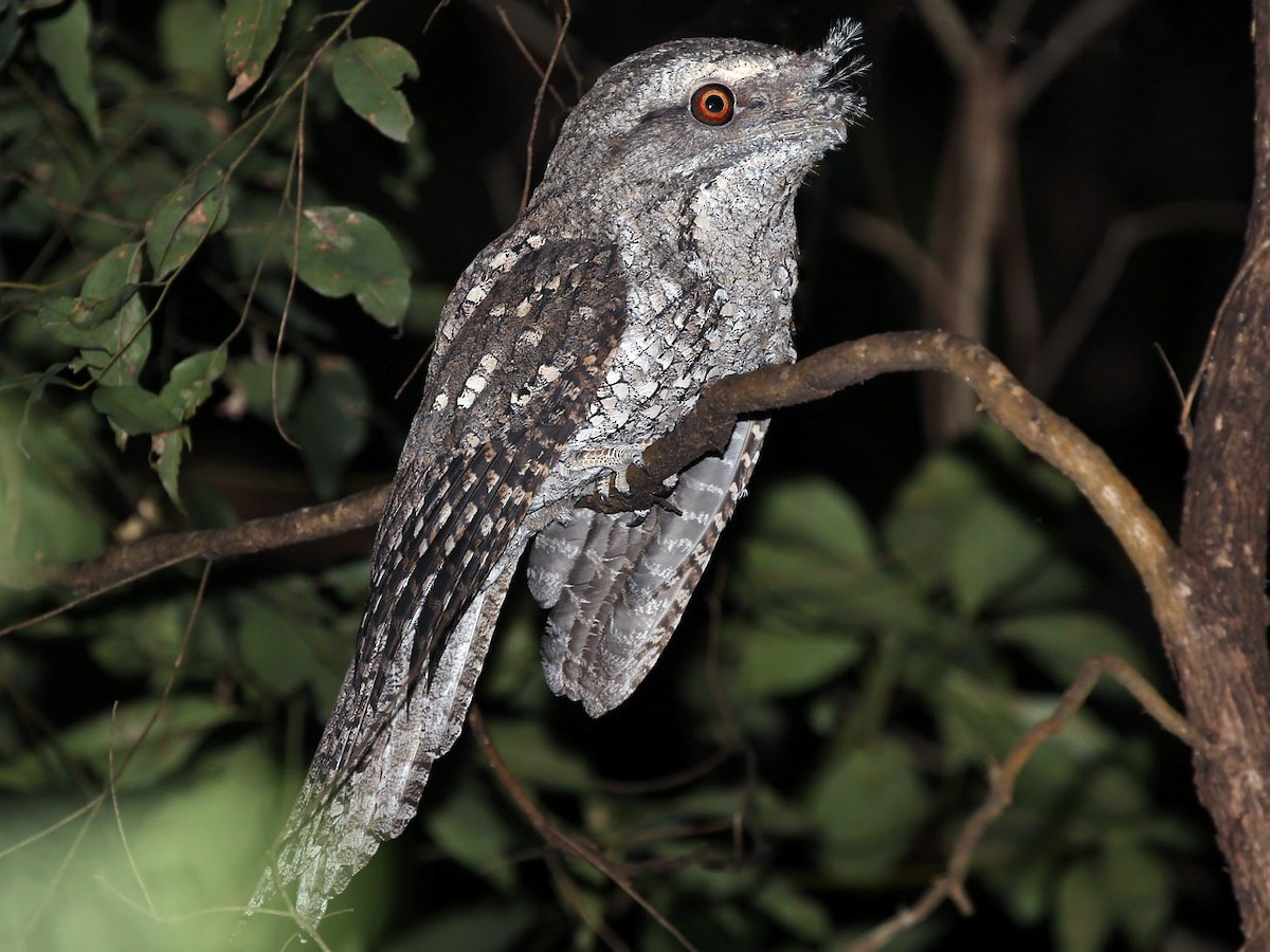 Marbled Frogmouth - Podargus ocellatus - Birds of the World