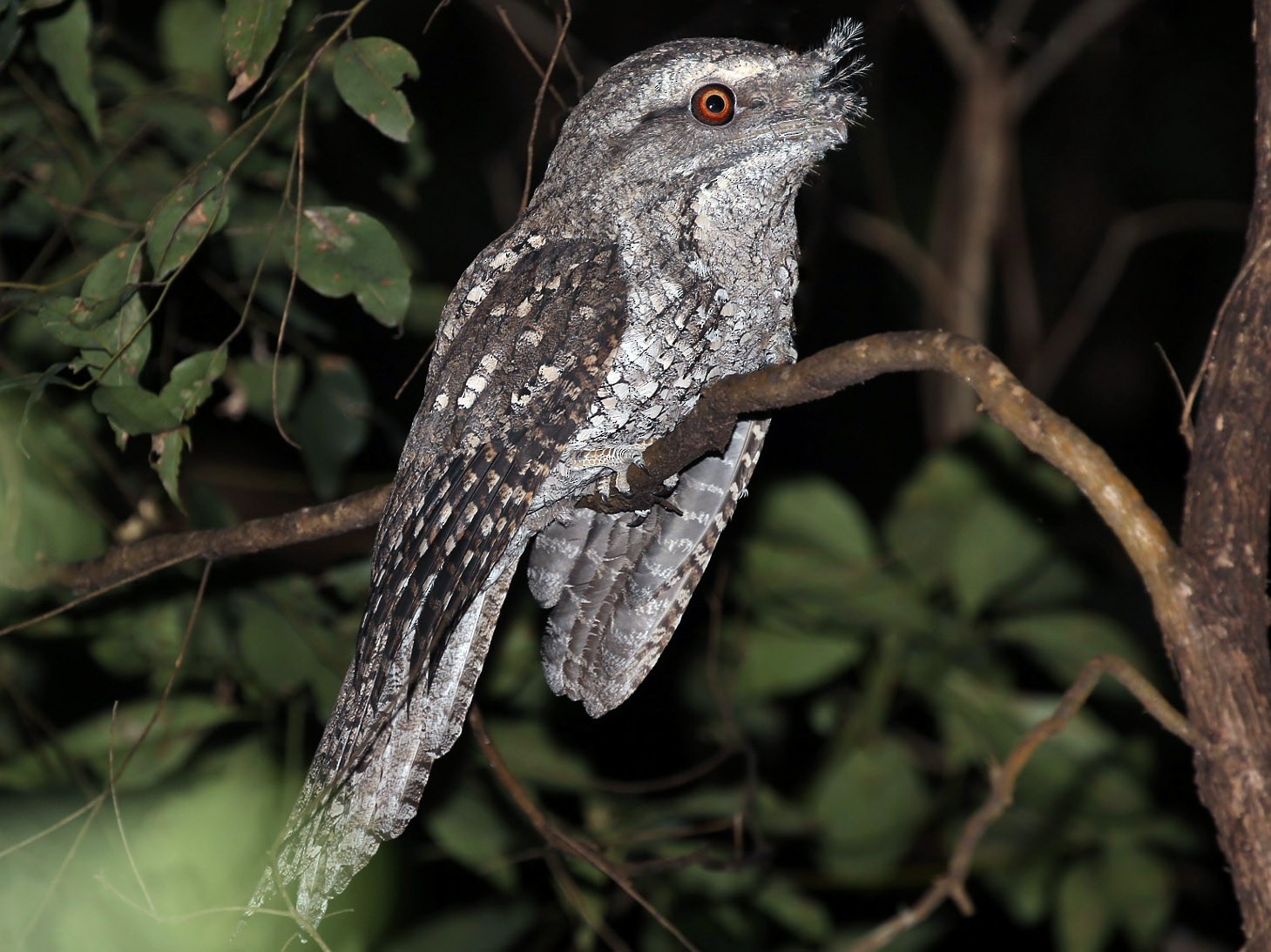 Marbled Frogmouth - Rick Franks