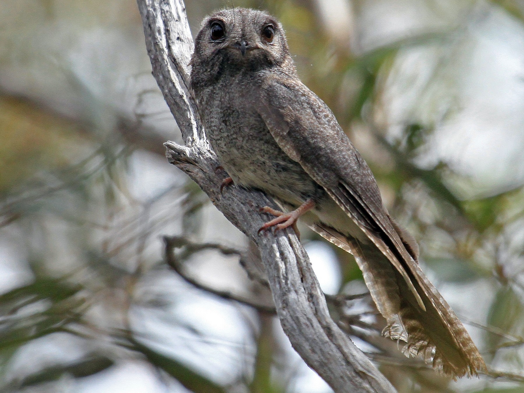 Australian Owlet-nightjar - Carl Poldrack