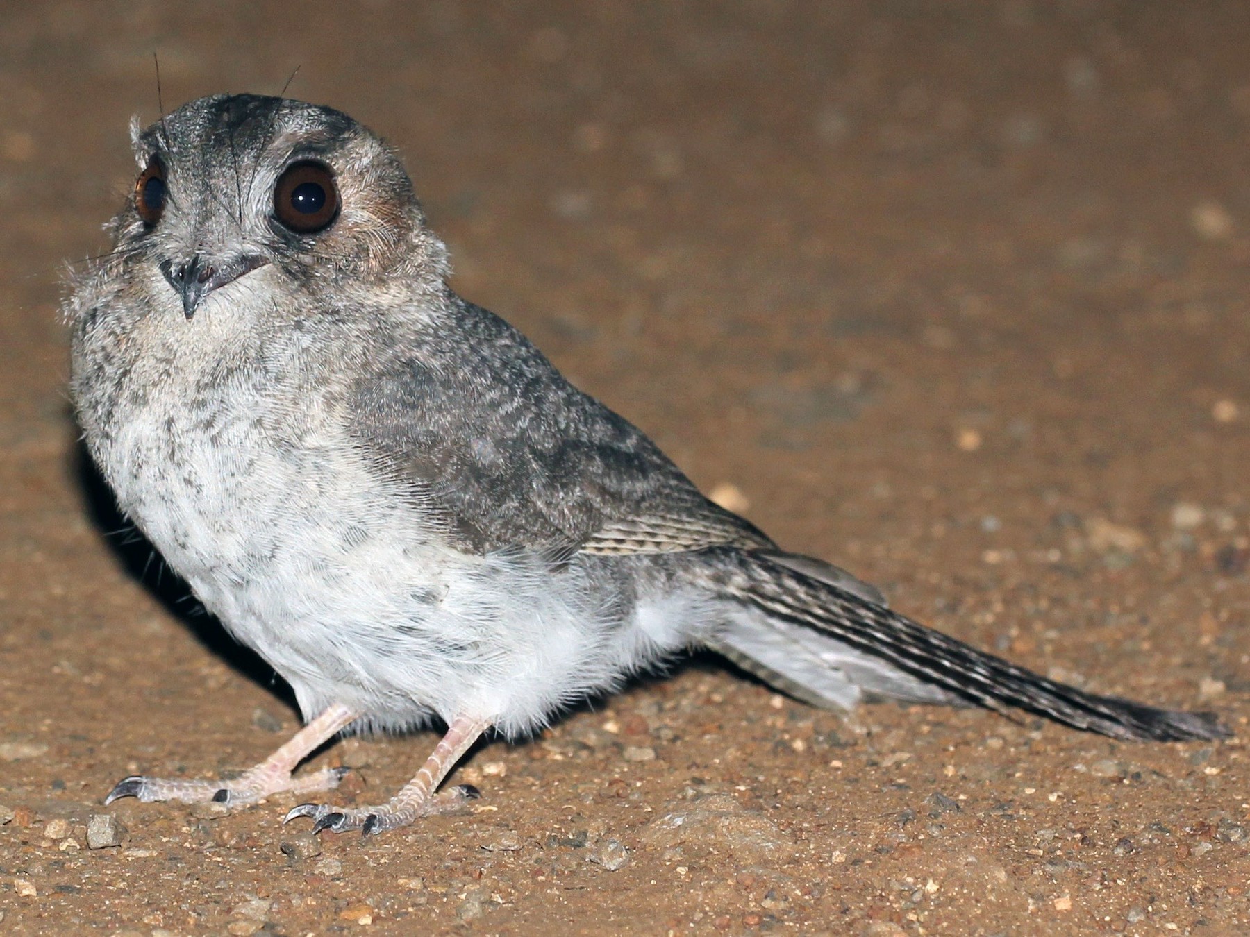 Australian Owlet-nightjar - Chris Wiley