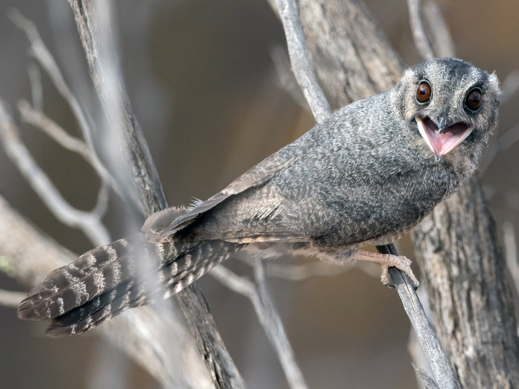 Australian Owlet-nightjar - Chris Young