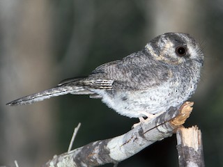  - Australian Owlet-nightjar