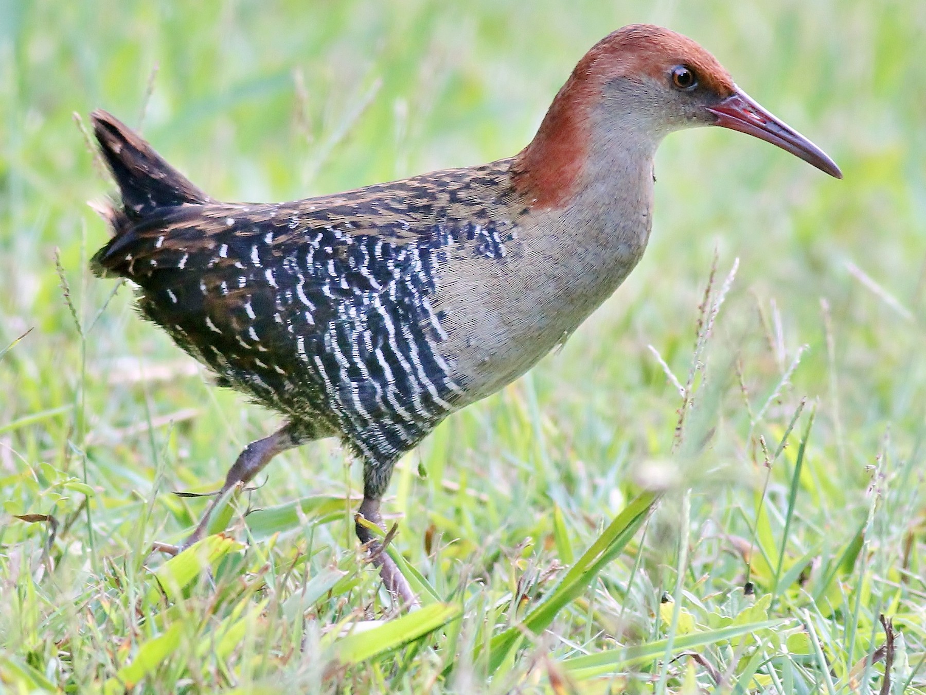 Lewin's Rail - Rick Franks