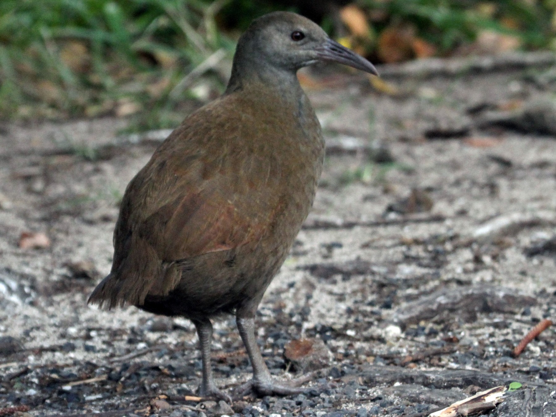 Lord Howe Rail eBird