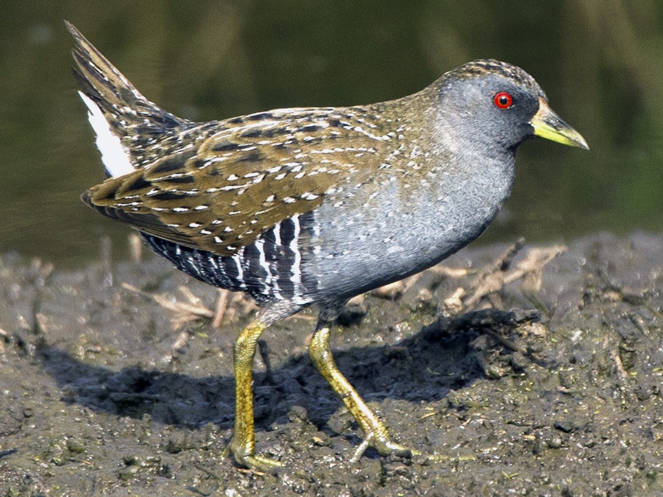 Australian Crake - Stephen Murray