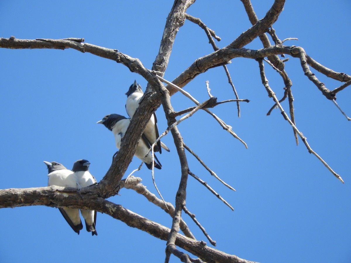 White-breasted Woodswallow - ML172300951