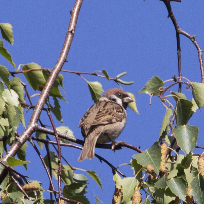 Eurasian Tree Sparrow - ML172302751