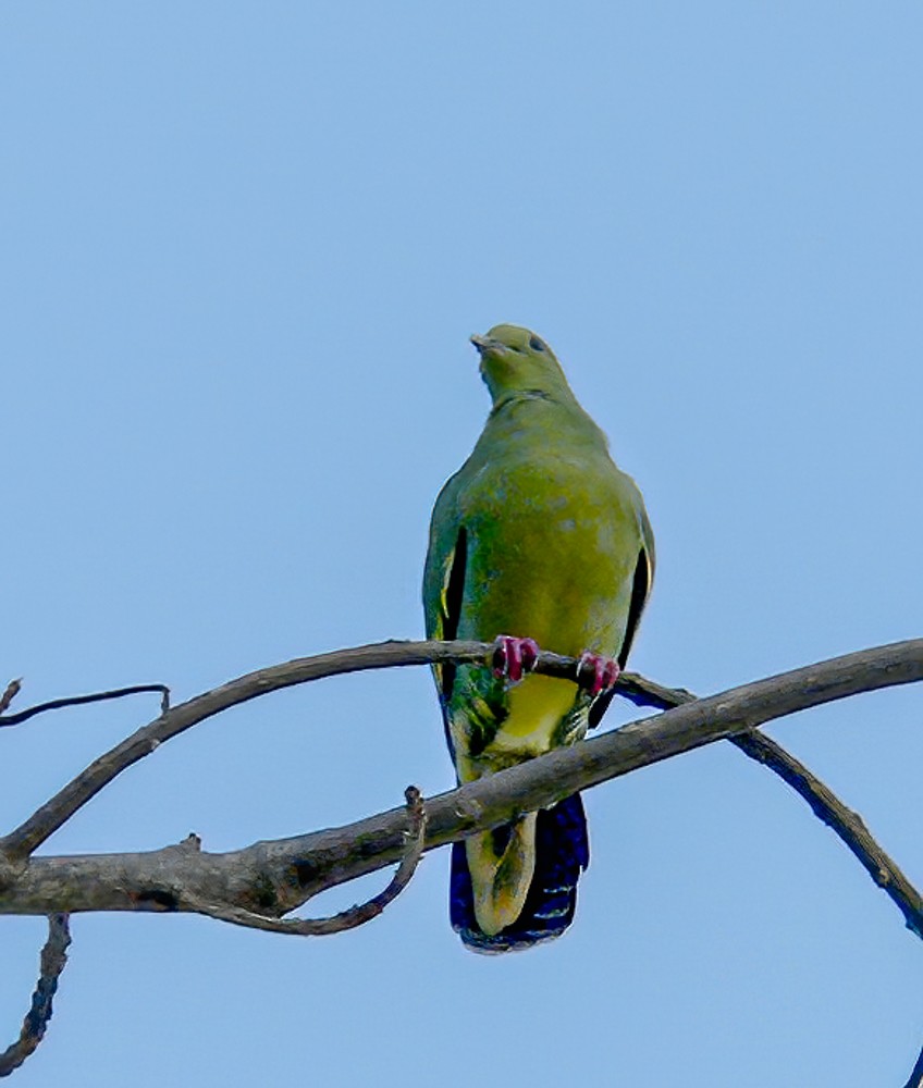 Pink-necked Green-Pigeon - Helmut Wehowsky