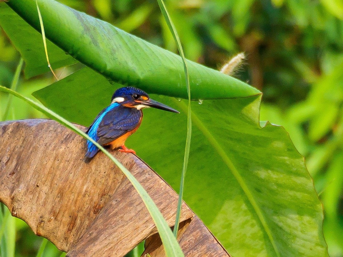 Blue-eared Kingfisher - ML172305671