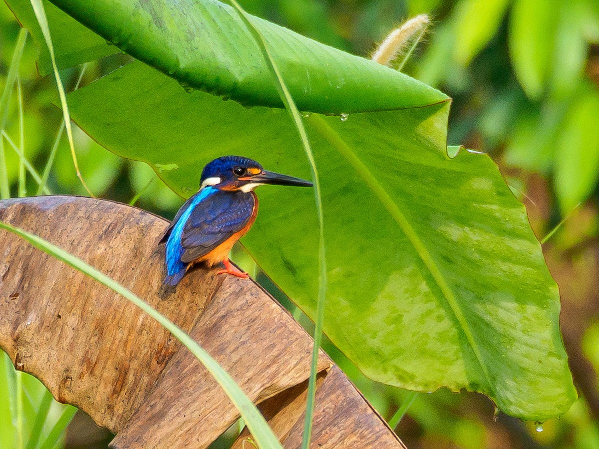 Blue-eared Kingfisher - ML172305691