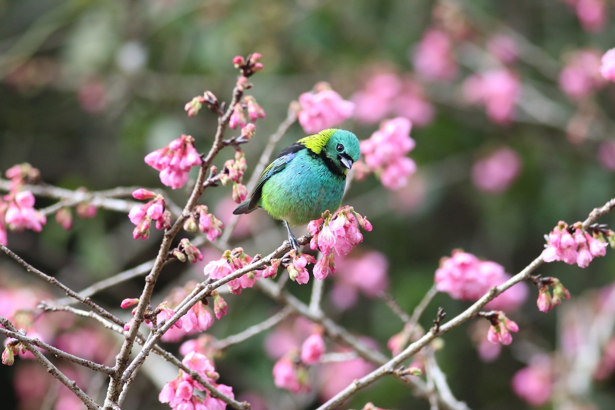 Green-headed Tanager - ML172307351