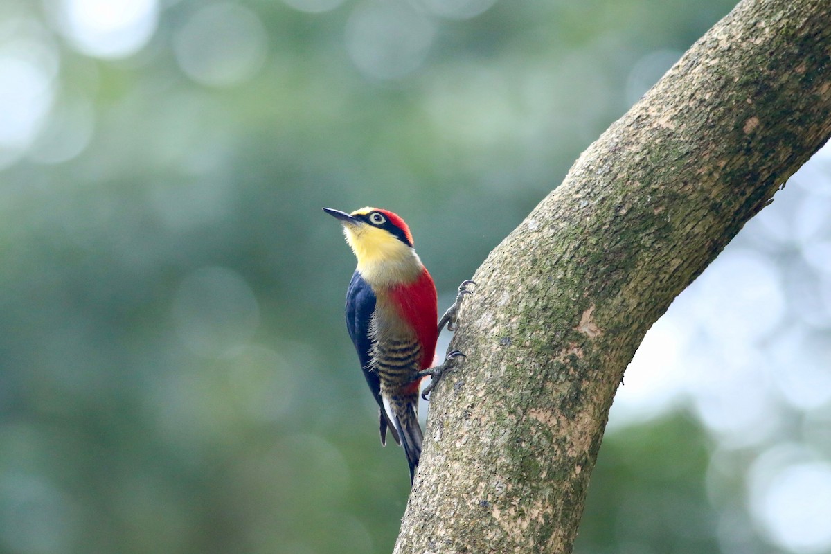 Yellow-fronted Woodpecker - ML172307371