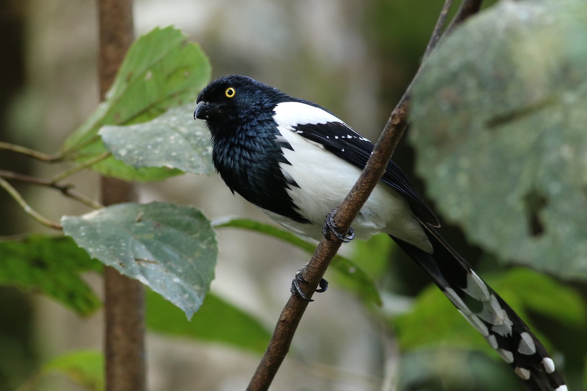 Magpie Tanager - ML172307671