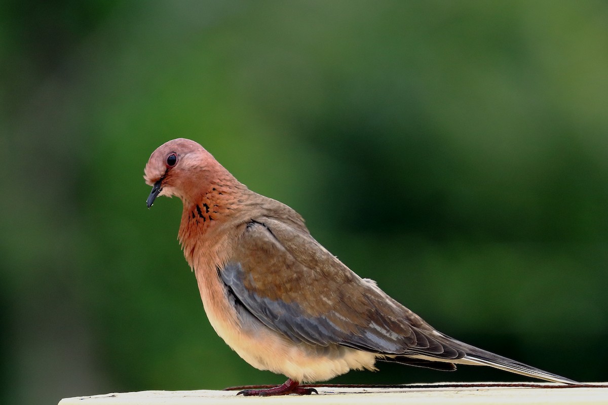 Laughing Dove - ML172307841