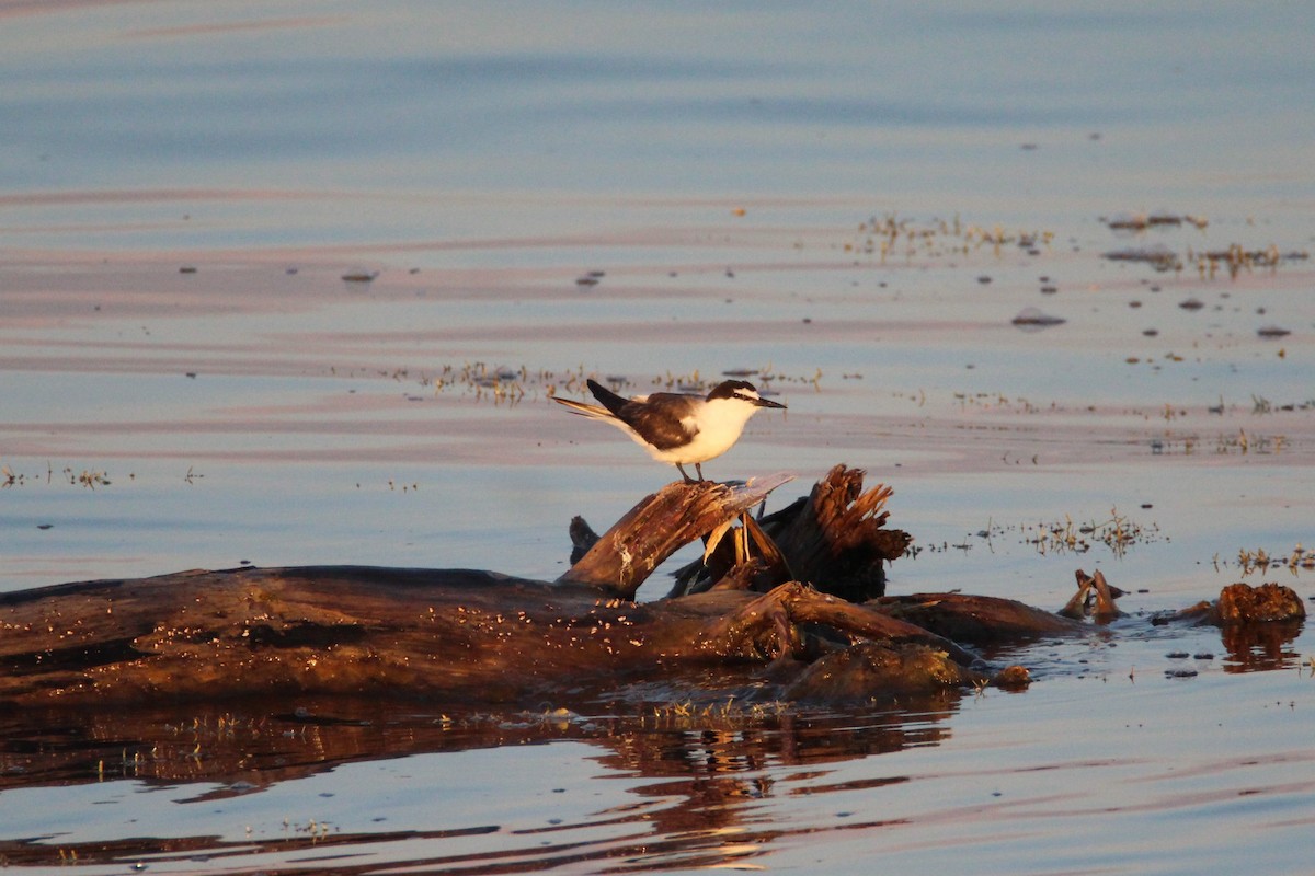 Bridled Tern - Patrick Sysiong