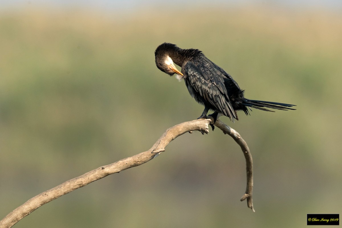 Long-tailed Cormorant - David Irving
