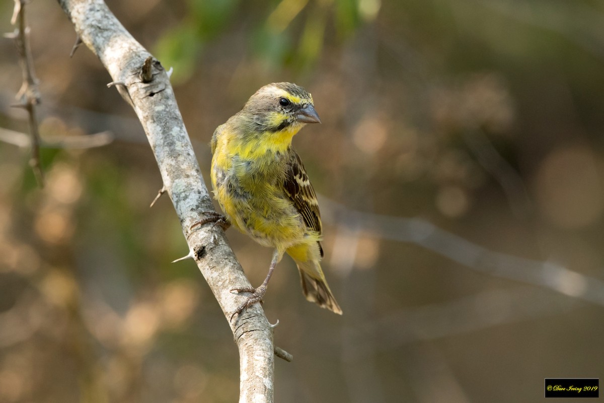 Yellow-fronted Canary - ML172311751