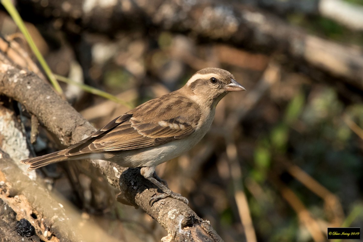 Yellow-throated Bush Sparrow - David Irving