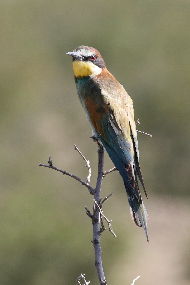 European Bee-eater - Christian Goenner