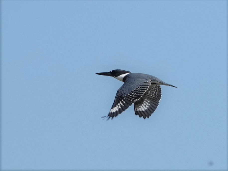 Belted Kingfisher - ML172313911