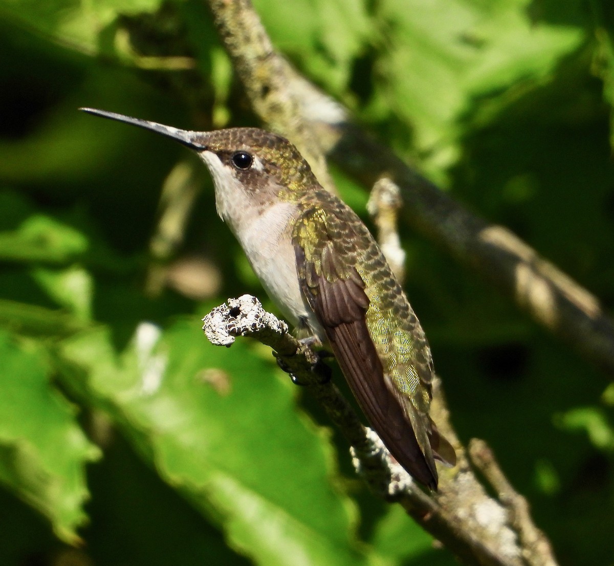 Ruby-throated Hummingbird - inga schmidt