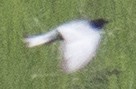 White-winged Tern - Scott Young