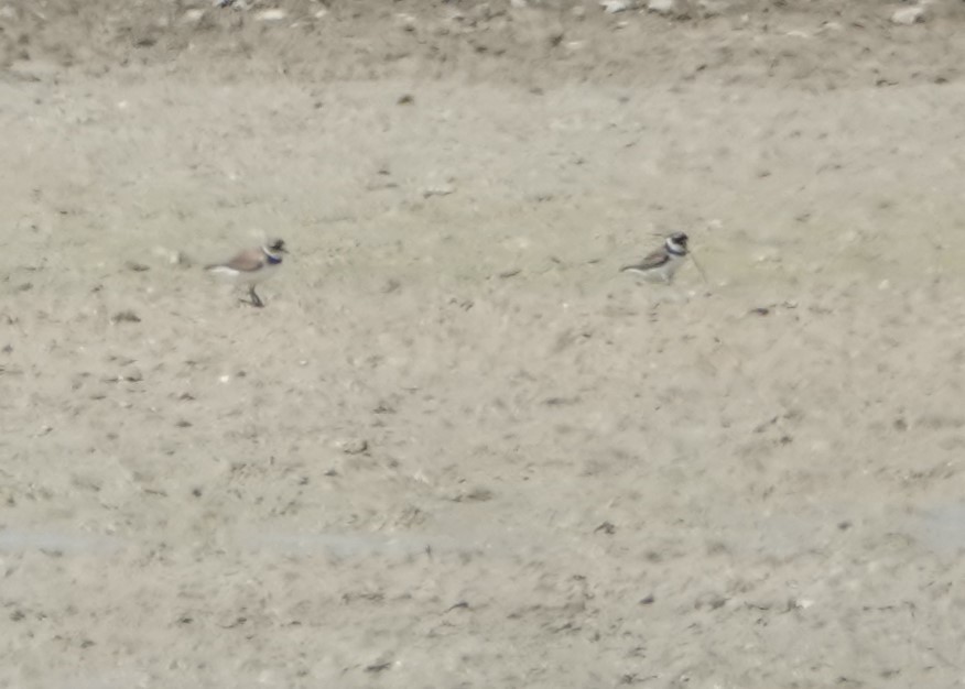 Semipalmated Plover - ML172316251