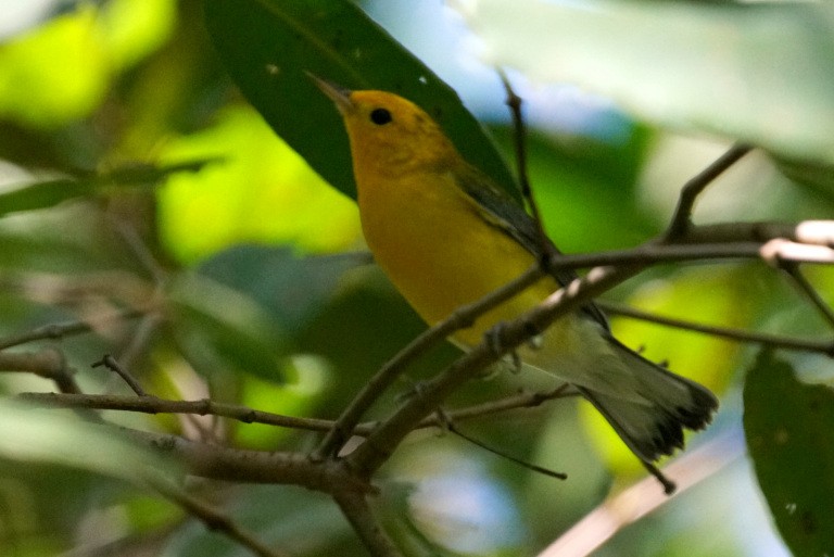 Prothonotary Warbler - Mike Pennington